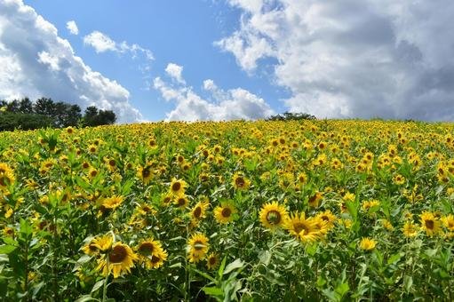 🐮 히루젠 저지랜드 이미지 5
